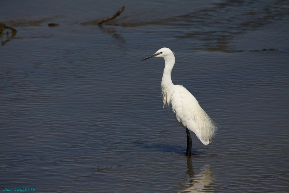 Aigrette garzette