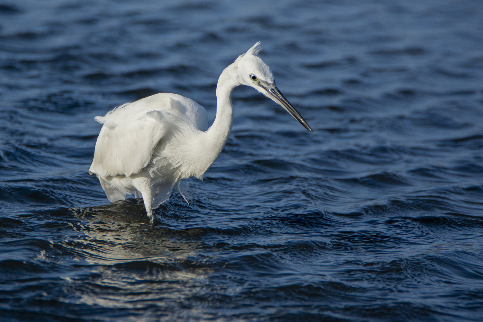 aigrette garzette 2