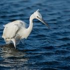 aigrette garzette 2