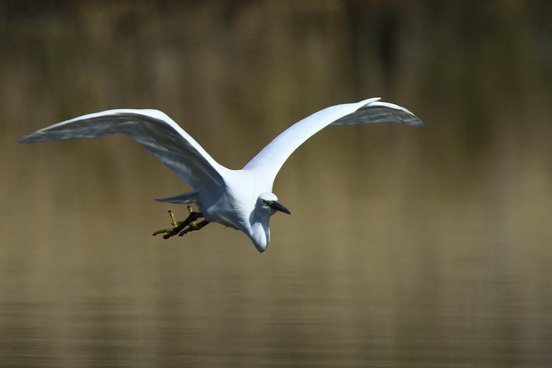 Aigrette garzette