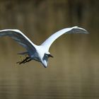 Aigrette garzette