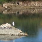 Aigrette garzette 