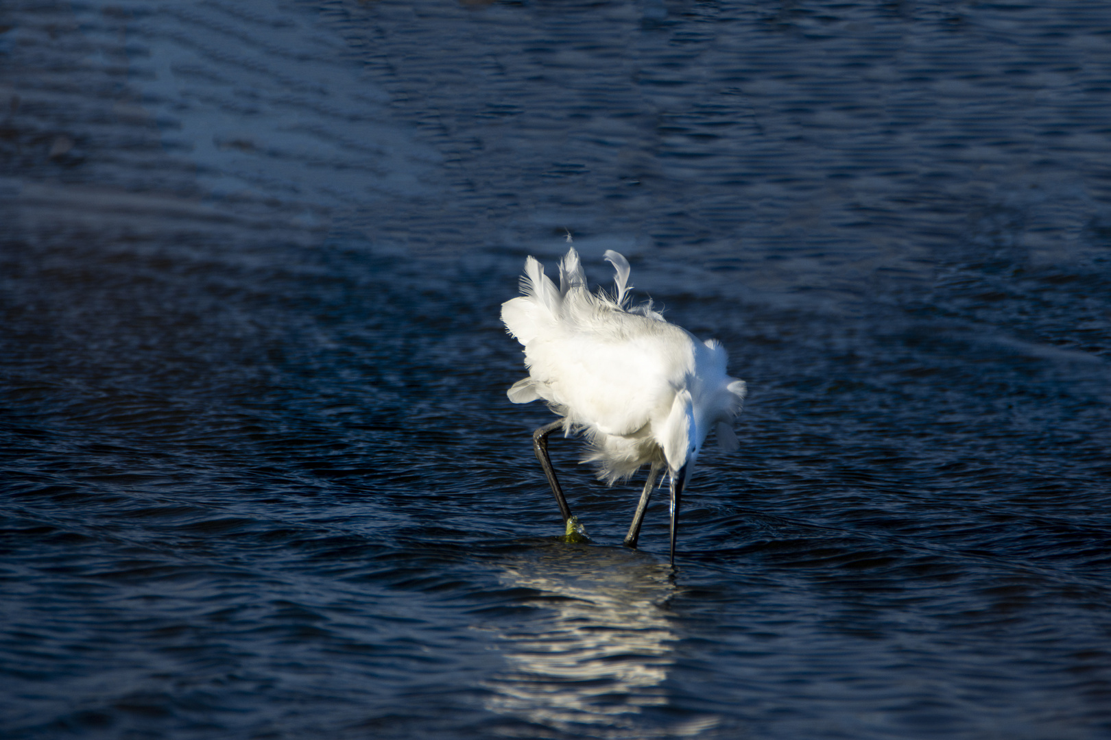 aigrette garzette 3