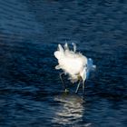 aigrette garzette 3