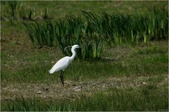 " Aigrette garzette "