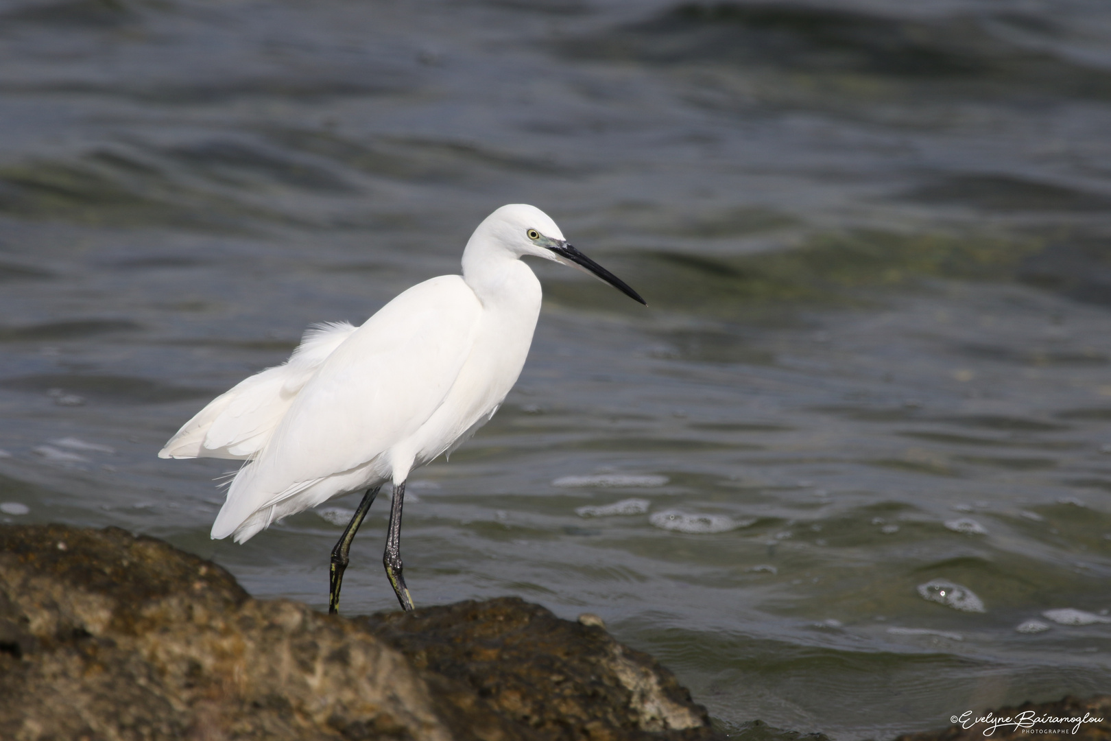 Aigrette garzette