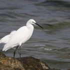 Aigrette garzette