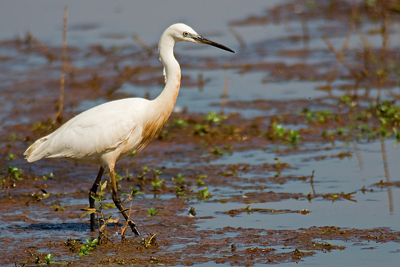 Aigrette garzette