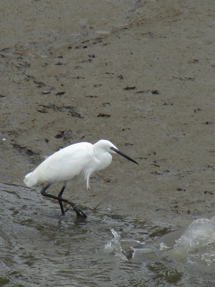 Aigrette garzette