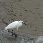 Aigrette garzette