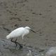 Aigrette garzette