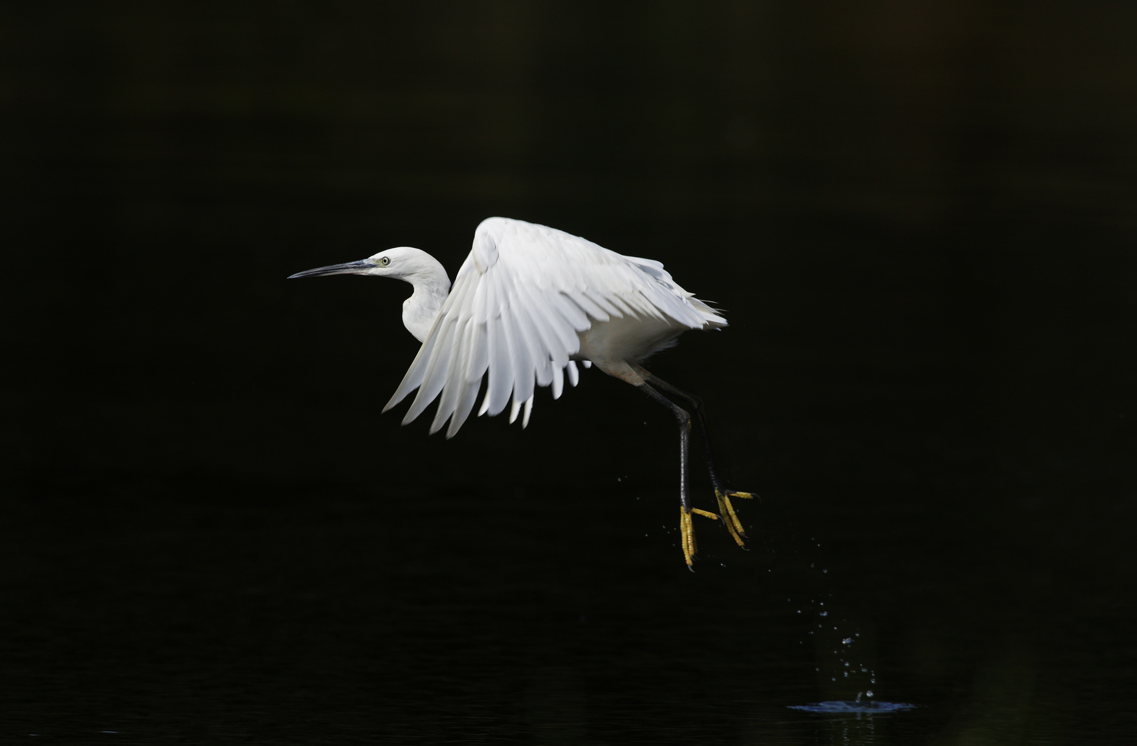 Aigrette garzette