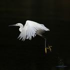 Aigrette garzette