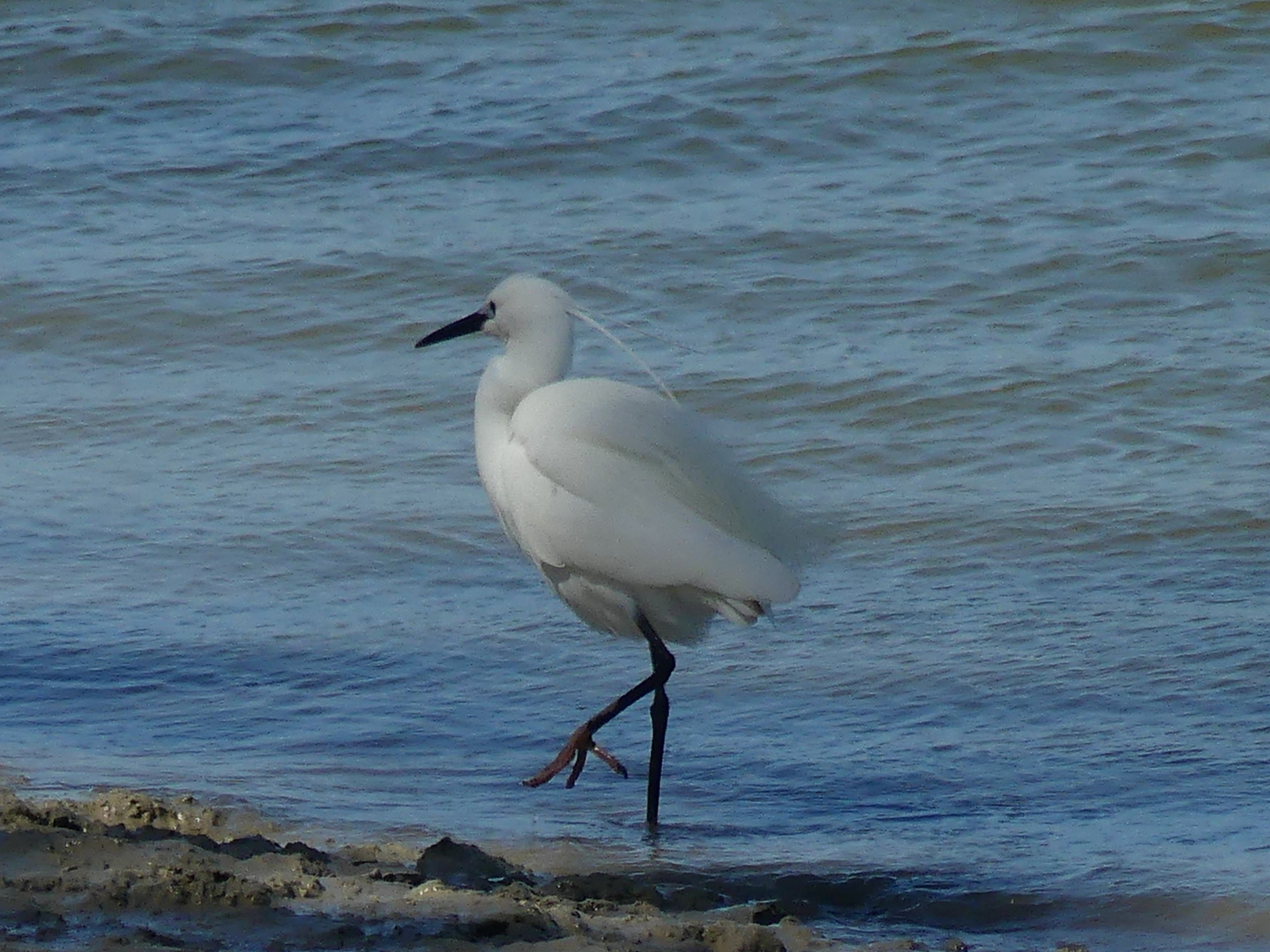 Aigrette garzette