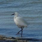 Aigrette garzette