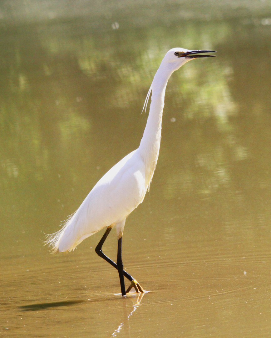 aigrette garzette