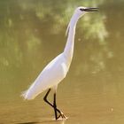 aigrette garzette