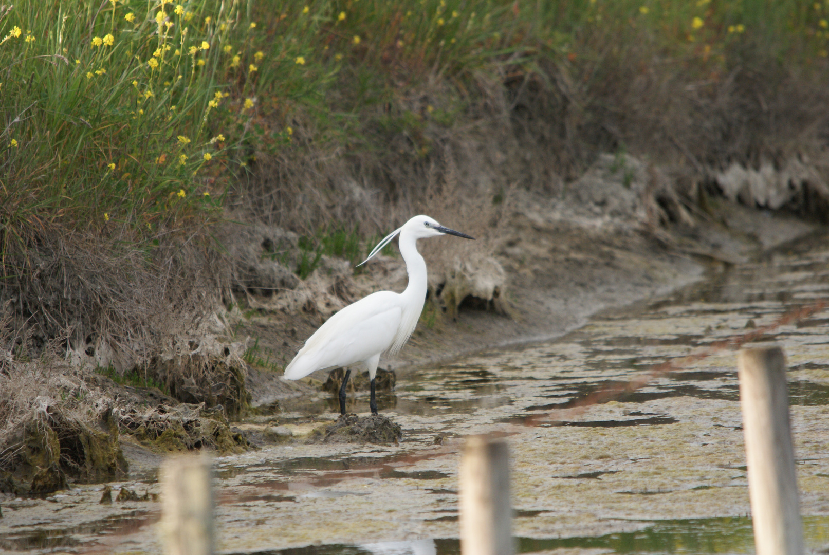 Aigrette Garzette