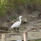 Aigrette Garzette