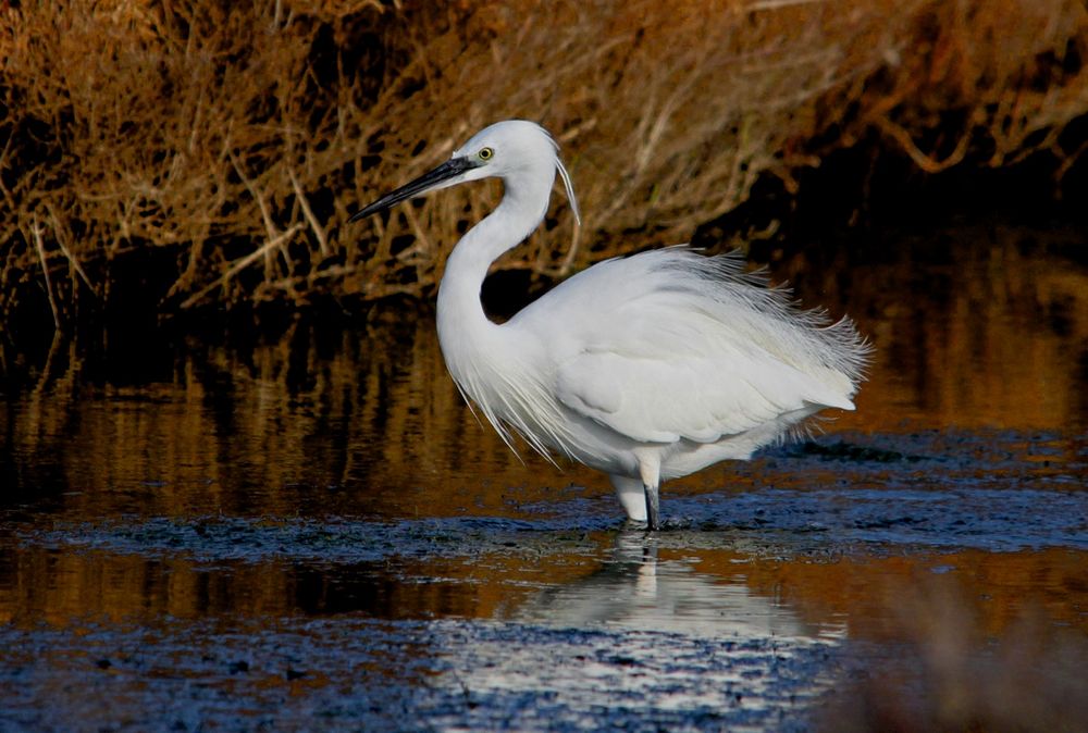 Aigrette Garzette