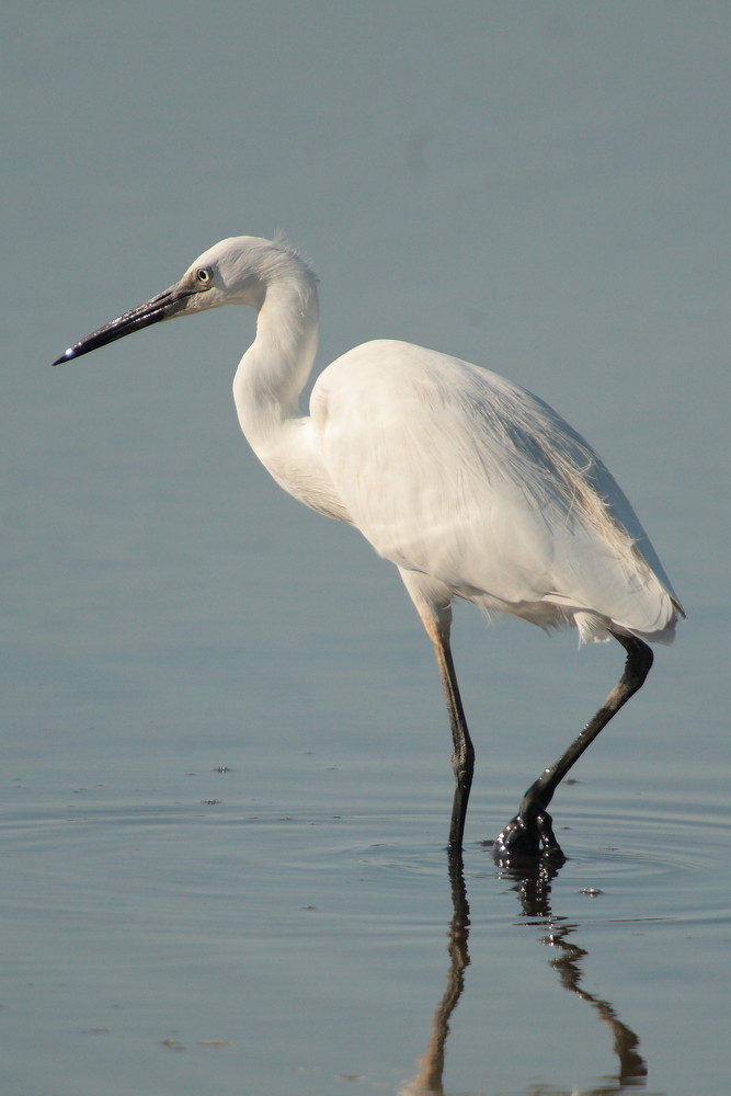 aigrette garzette