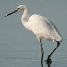 aigrette garzette