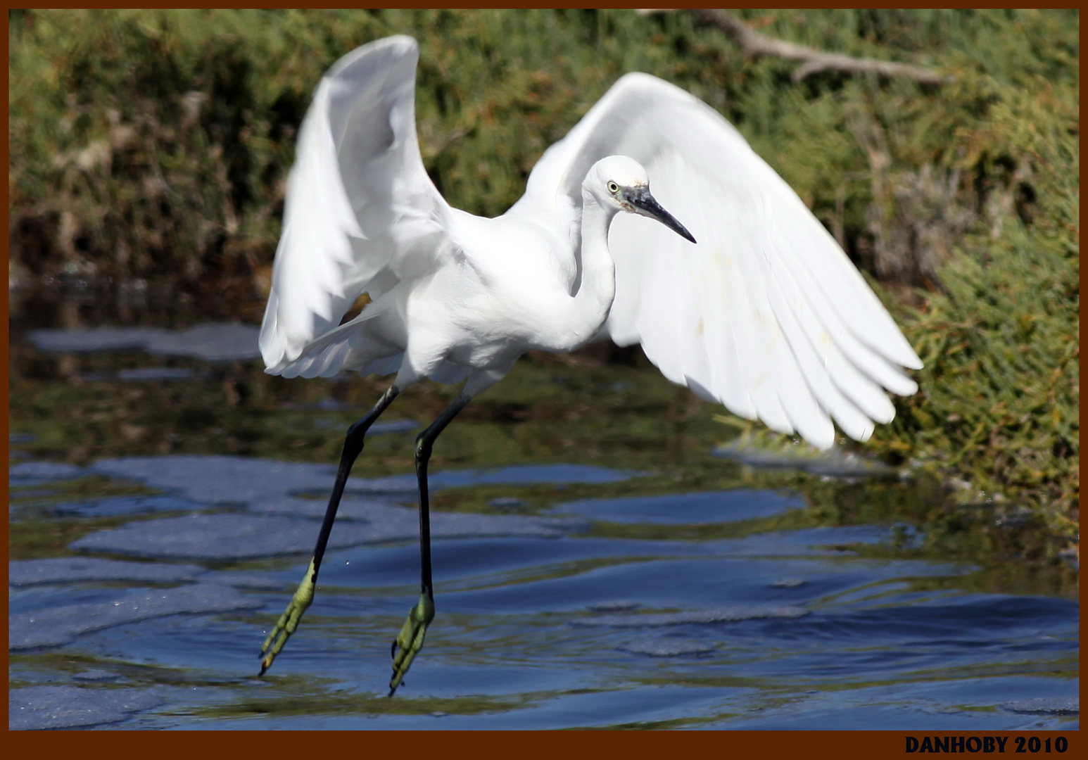 AIGRETTE GARZETTE