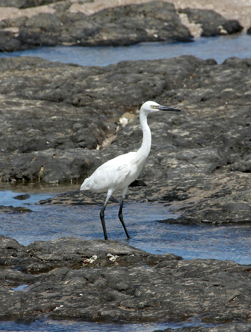 aigrette garzette