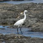 aigrette garzette