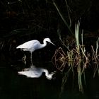 Aigrette garzette.