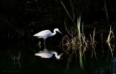 Aigrette garzette.