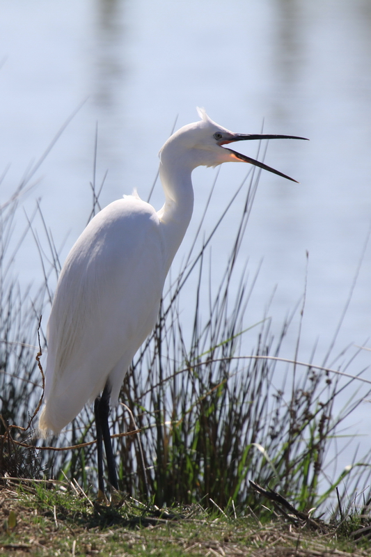 Aigrette Garzette