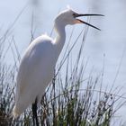 Aigrette Garzette