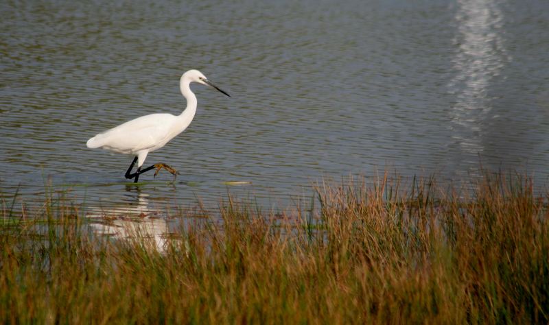 Aigrette Garzette