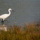 Aigrette Garzette