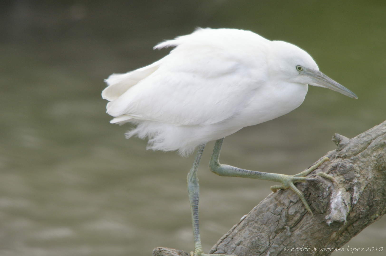 Aigrette garzette