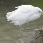 Aigrette garzette