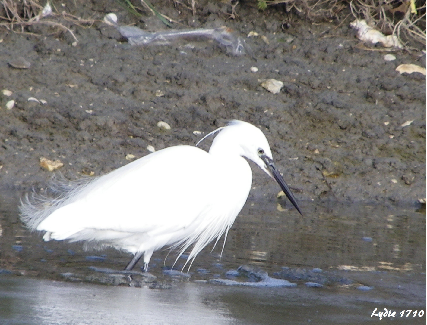 Aigrette garzette