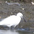 Aigrette garzette