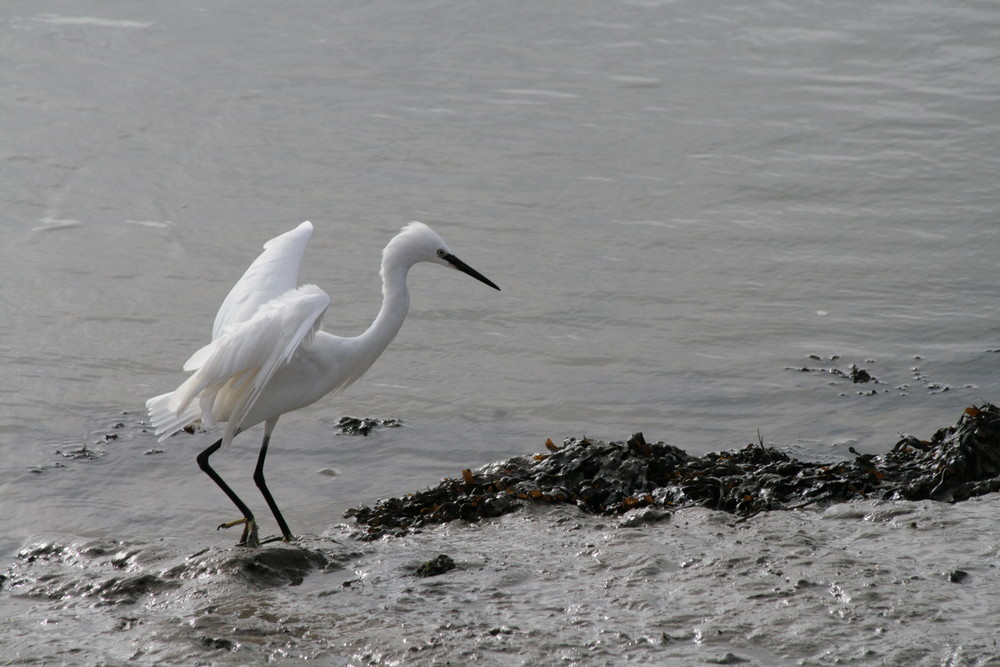 Aigrette garzette