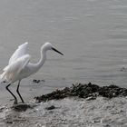 Aigrette garzette