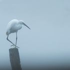 Aigrette garzette