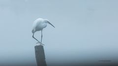 Aigrette garzette