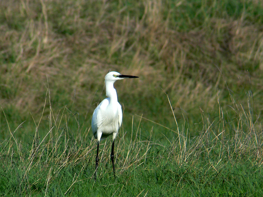 aigrette garzette