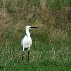 aigrette garzette