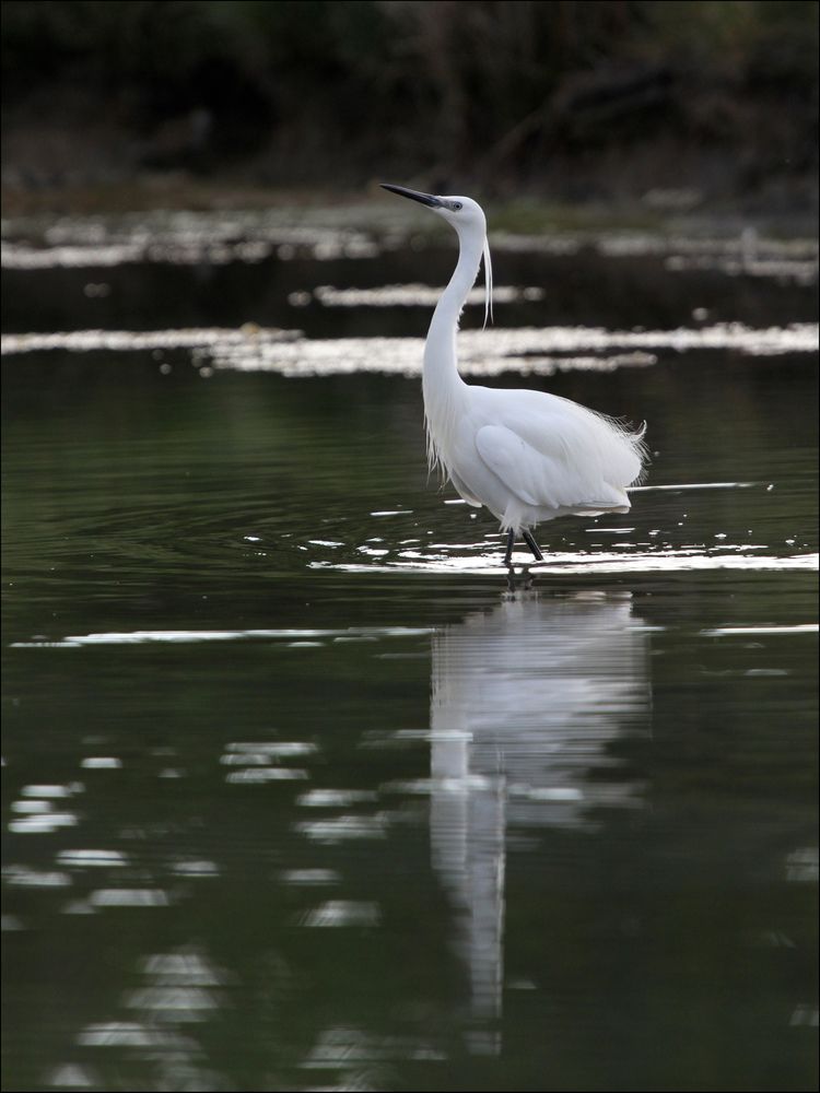 aigrette garzette