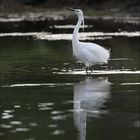 aigrette garzette