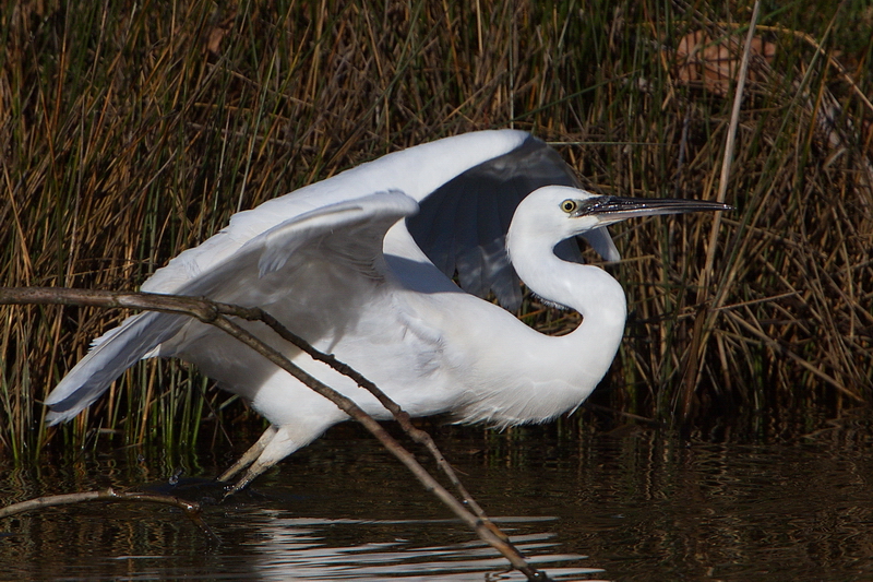 Aigrette garzette.