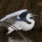 Aigrette garzette.