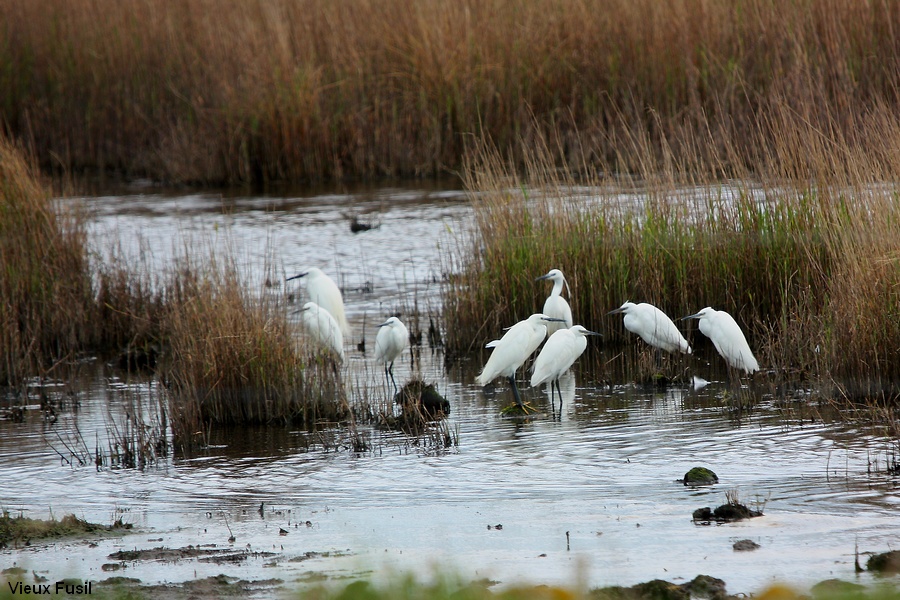 Aigrette Garzette